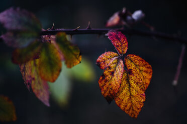 Brombeerblätter im Herbst - MJF02158