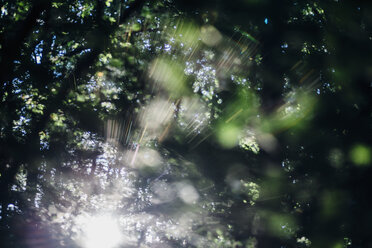 Sonnenstrahl im Wald - MJF02160