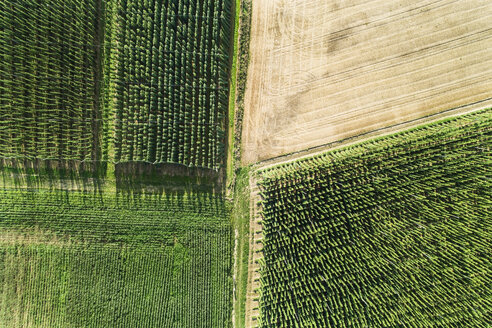 Germany, Bavaria, hop fields, aerial view - MAEF12408