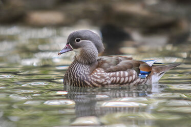 Schwimmende weibliche Mandarin-Ente - SIPF01645