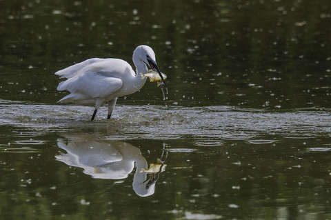 Seidenreiher mit Beute, lizenzfreies Stockfoto