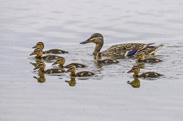 Weibliche Stockente mit acht Entenküken im Wasser - SIPF01648