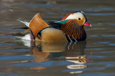 Schwimmende männliche Mandarin-Ente - SIPF01654