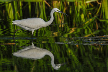 Seidenreiher watend im Wasser - SIPF01658