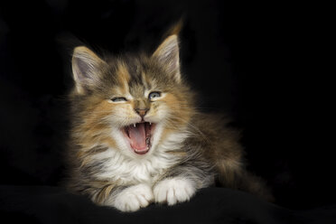 Yawning Maine Coon kitten - MJOF01397