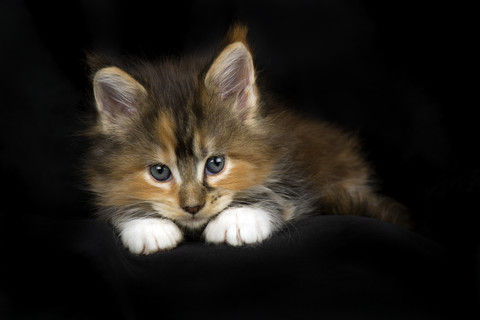 Maine Coon Kätzchen vor schwarzem Hintergrund, lizenzfreies Stockfoto