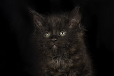 Schwarzes Maine Coon Kätzchen vor schwarzem Hintergrund - MJOF01400