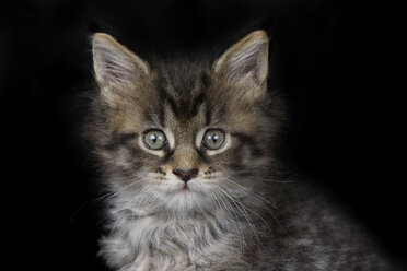 Porträt eines Maine Coon Kätzchens vor schwarzem Hintergrund - MJOF01401