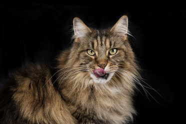 Porträt der Maine Coon vor schwarzem Hintergrund - MJOF01407