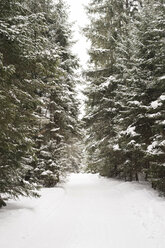 Schneebedeckter Waldweg - HAPF02090