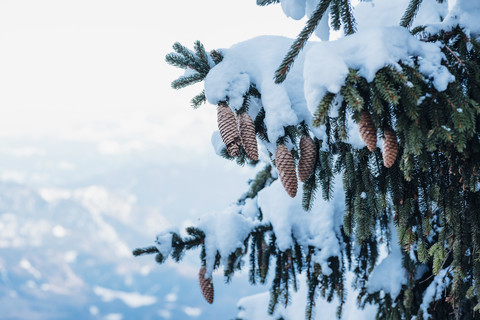 Deutschland, Berchtesgadener Land, Nationalpark Berchtesgaden, schneebedeckte Tanne mit Zapfen, Teilansicht, lizenzfreies Stockfoto