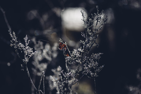 Mit Frost bedeckter Zweig, lizenzfreies Stockfoto