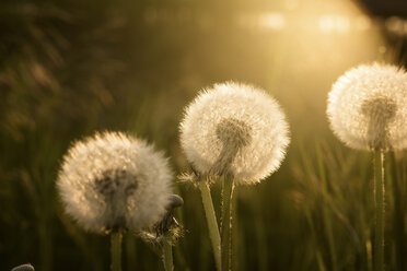 Dandelions on meadow in sunlight - SIPF01676