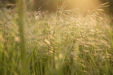 Gras auf einem Feld im Sonnenlicht - SIPF01677