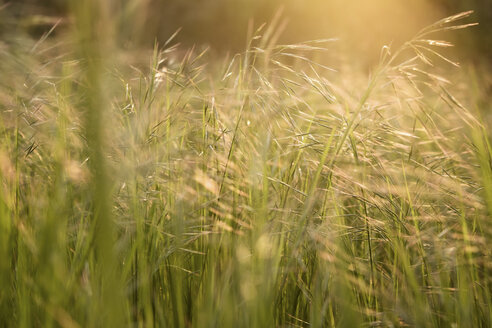 Gras auf einem Feld im Sonnenlicht - SIPF01677