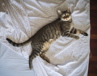 Tabby cat lying on the bed, top view - RAEF01935