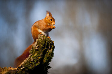 Portrait of eating Eurasian red squirrel - SIPF01678