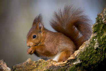 Portrait of eating Eurasian red squirrel - SIPF01680