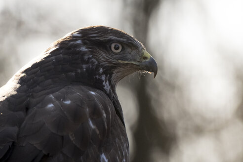 Portrait of Common buzzard - SIPF01682