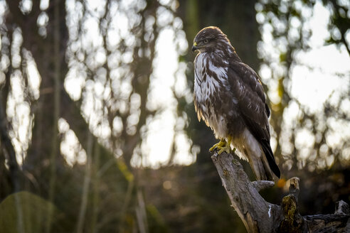 Portrait of Common buzzard - SIPF01684