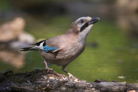 Portrait of jay stock photo