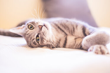 Getigerte Katze entspannt auf dem Bett - SIPF01686