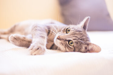 Tabby cat relaxing on bed - SIPF01687