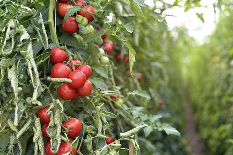 Tomatenpflanzen in einem Gewächshaus, lizenzfreies Stockfoto