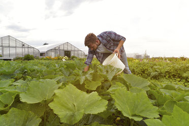 Landwirt bei der Arbeit im Gemüsefeld - LYF00784