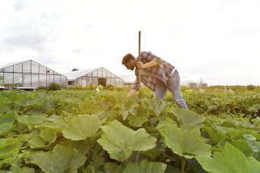 Landwirt bei der Arbeit im Gemüsefeld - LYF00786