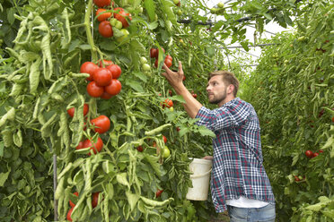 Gardener harvesting tomatoes in greenhouse - LYF00789