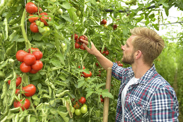 Gärtner prüft Tomaten im Gewächshaus - LYF00790