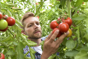 Porträt eines Gärtners, der Tomaten im Gewächshaus untersucht - LYF00791