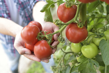 Gärtner hält Tomaten im Gewächshaus in den Händen - LYF00792