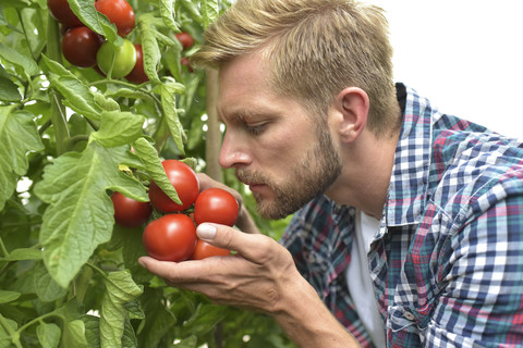 Gärtnerin riecht an Tomaten im Gewächshaus, lizenzfreies Stockfoto