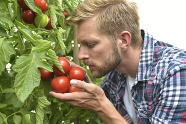 Gärtnerin riecht an Tomaten im Gewächshaus - LYF00793