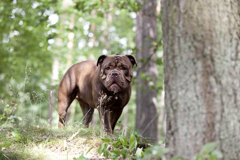 Olde English Bulldogge stehend im Wald - MFRF01001