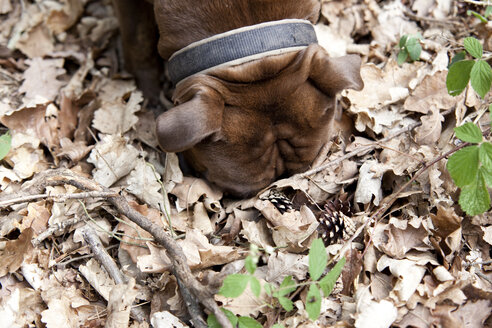 Olde English Bulldogge in forest sniffing in leaves - MFRF01012