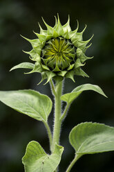 Knospe der Sonnenblume - NDF00666