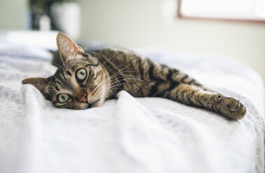 Tabby cat relaxing on bed - RAEF01936