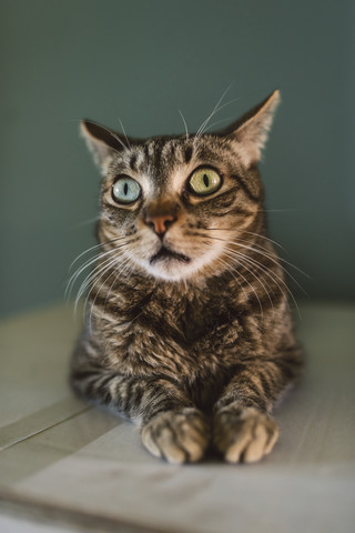 Porträt einer starrenden Katze, lizenzfreies Stockfoto
