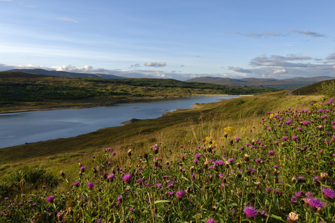 UK, Schottland, Nordwestliche Highlands, Blumenwiese am Loch Loyne, lizenzfreies Stockfoto