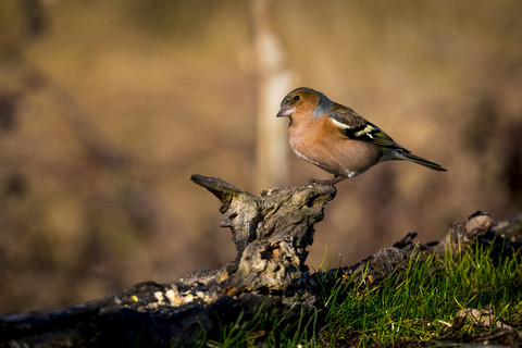 Chaffinch perching on deadwood stock photo