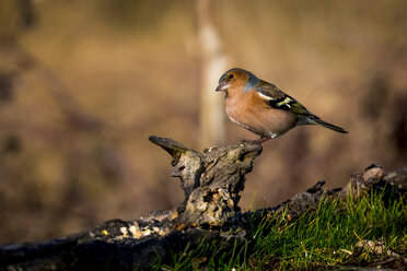 Chaffinch perching on deadwood - SIPF01697