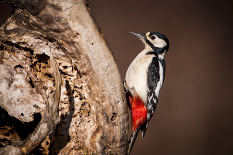 Portrait of Great spotted woodpecker stock photo