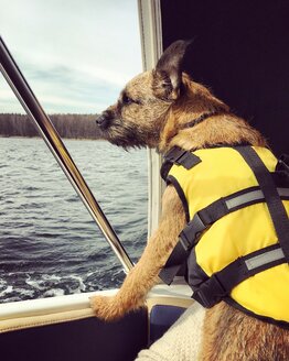 Hund auf Boot - LMF00730