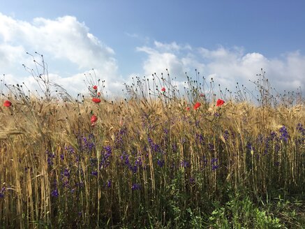 Felder im Sommer - LMF00739