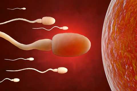 Sperm trying to reach an egg cell, 3D Rendering stock photo