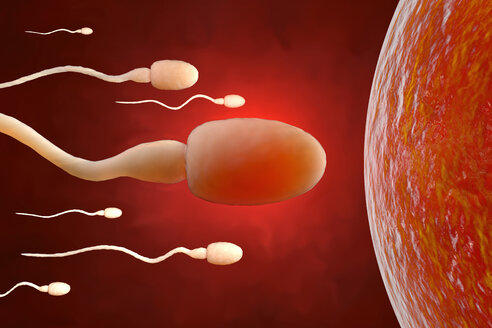 Spermien versuchen, eine Eizelle zu erreichen, 3D Rendering - SPCF00162