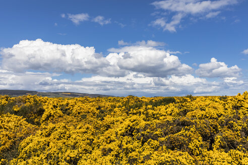 UK, Schottland, Inverness, Ginstersträucher - FOF09324